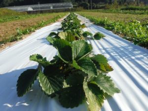 農業女子的春の風景2015