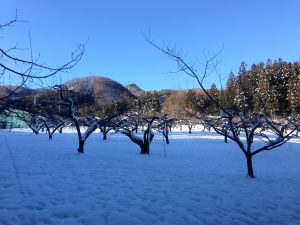 農業女子的冬の風景2016