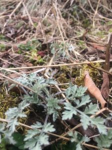 農業女子的春の風景2016