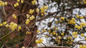 農業女子的冬の風景2016