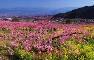 農業女子的春の風景2016