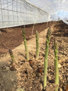 農業女子的春の風景2016