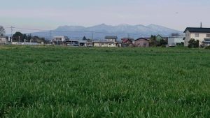 農業女子的春の風景2016