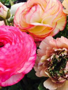 農業女子的春の風景2016