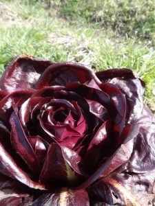 農業女子的春の風景2016