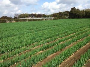 農業女子のお国自慢♪第51回