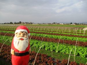 農業女子的冬の風景2016「クリスマスバージョン！」