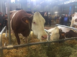 SIMAのSIMAGENAホール