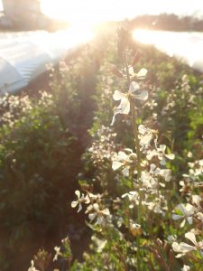 農業女子的春の風景2015