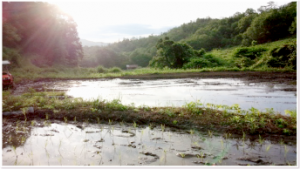 農魚女子的夏の風景2014：農業女子の特権！夏の極上圃場風景