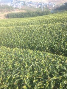 農業女子的春の風景2015