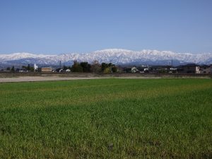 農業女子的春の風景2015