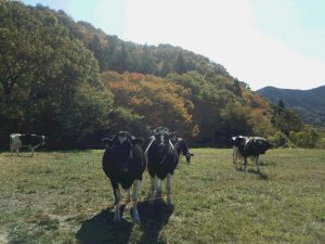 農業女子的秋の風景2015