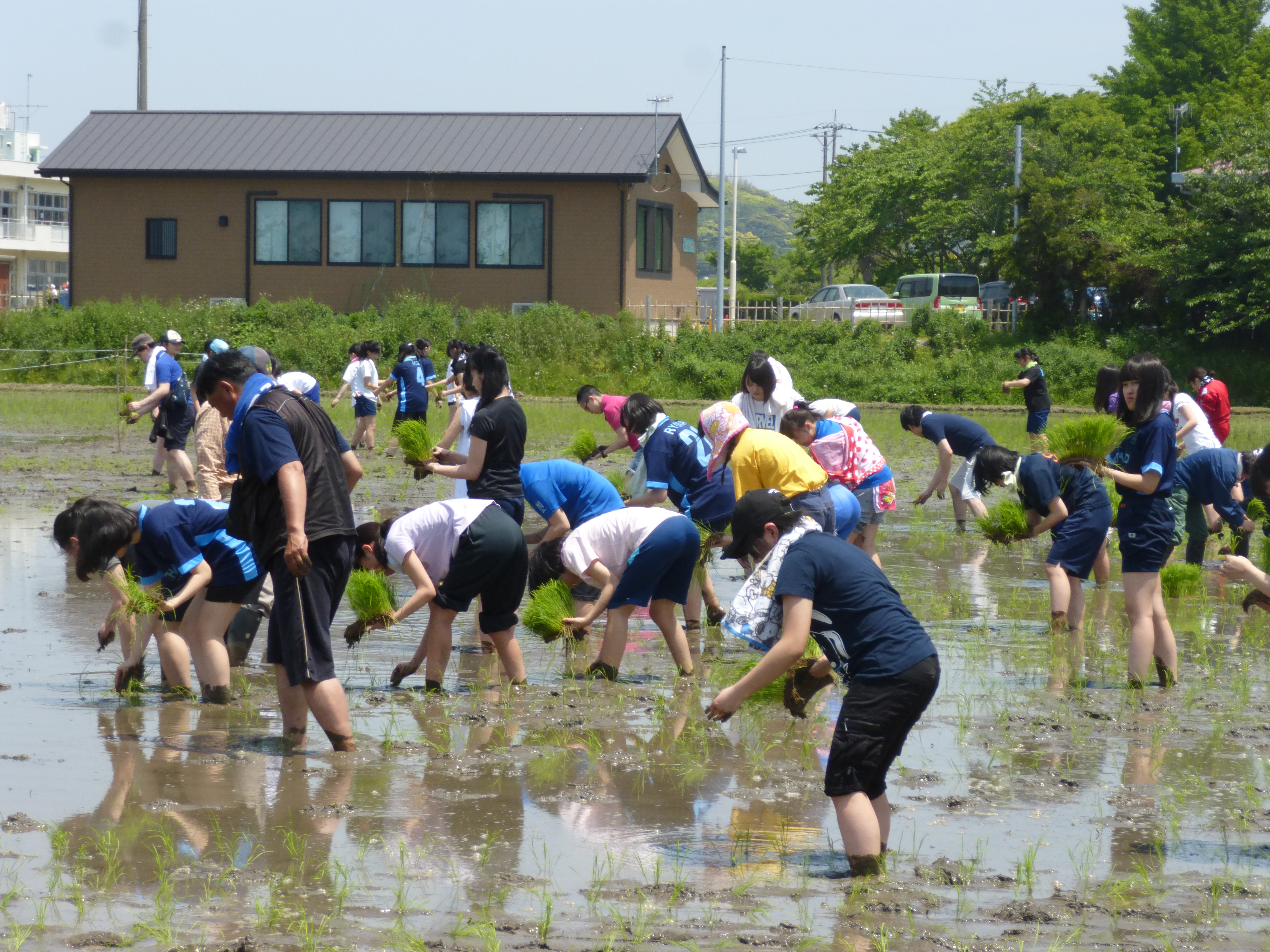 チーム はぐくみ パートナー校の蒲田女子高等学校が田植えを行いました 進捗情報 個別pj 農業女子pj