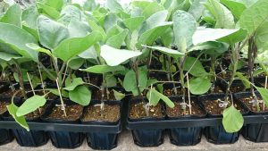 ～サカタのタネ～『新野菜』の需要創造プロジェクト