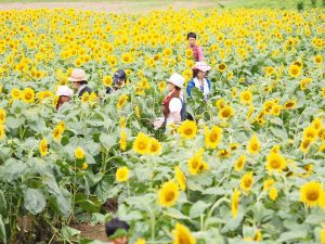 農業女子メンバー 遠藤ファーム ひまわり迷路作っちゃお会 に行ってきました その他 イベント 農業女子pj