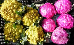 私の”生産物（おたから）”自慢　第２２回