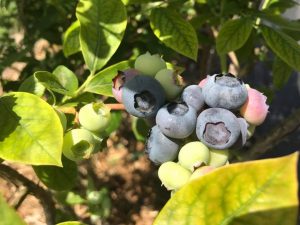 【私の“生産物（おたから）”自慢　第24回】