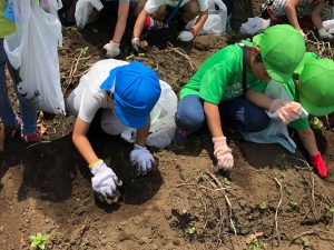 【コンビウィズ・4園合同じゃがいも収穫レポート】