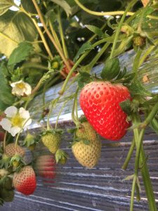 もうすぐ収穫🍓