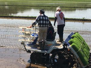 東京農業大学が田植え体験を実施しました