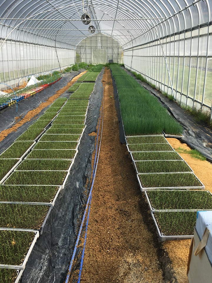 農業女子の知恵袋 第19回 農業女子的アイディア コラム 農業女子pj