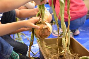 【農業女子と玉ねぎ収穫☆農水省「消費者の部屋」で食育講座を開催しました！】