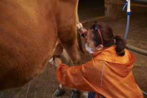 【私、農業女子に入りました。第122回】