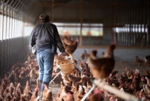 【農業女子メンバーのSDGs 第９回 SDGsを身近なものに。「その５自然によりそった持続可能な農業の実現に取り組む」】