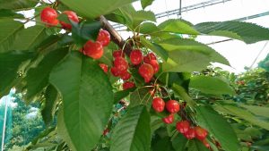 (開催レポート）さくらんぼフェス for ローカル！~　地元が楽しい！今年の「さくらんぼ」