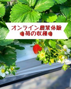 オンライン農業体験、参加してみませんか？