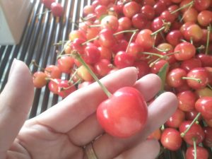 「私、農業女子PJに入りました。第142回」