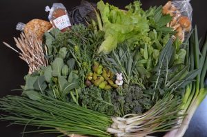 【農業女子メンバーのSDGs 第19回 SDGsを身近なものに。「その５自然によりそった持続可能な農業の実現に取り組む」】