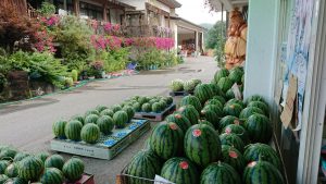 「私、農業女子PJに入りました。第146回」